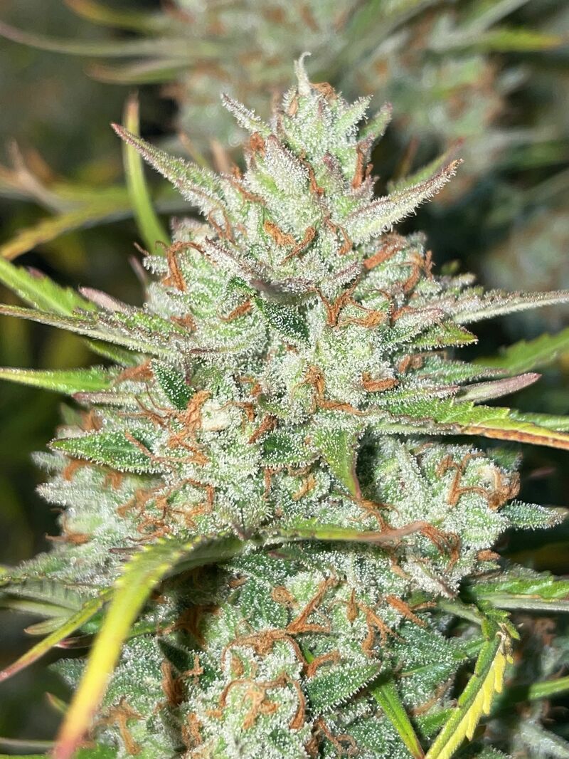 Pound Cake Auto, Фасовка: 1, изображение 45